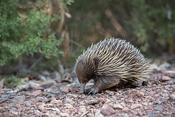 echidna, monotreme, mammal, egg-laying mammal, spiny anteater, spiky, australian, australia, nature, outdoors, wildlife