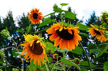 obří květiny, roční, slunečnice, kvetoucí, zahrada., helianthus, běžné slunečnice, nativní květiny, rodné letničky, vysoký roční, obrázky slunečnice