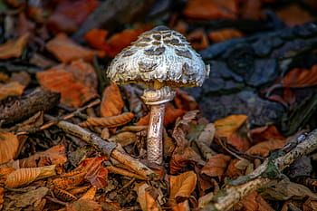 slunečník, obří obrazovka houba, rostlina, Příroda, houba, boletes, les, obří schirmling, podzim, čepice, jedlý