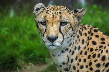 cheetah, fur, predator, fast, wild, big cat, wild animal, speed, head drawing, zoo, safari