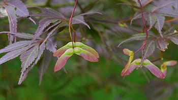 křídla semen, japonský, Červené, javor, lacey, listy., japonský javor, acer palmatum, japonský červený javor, japonské javory, javorové listy