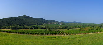 vineyard, panorama, nature, landscape, germany, wine road, wine, winegrowing, sky, summer, vineyards