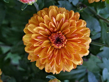 beautiful, burnt, orange, pompon fall-blooming chrysanthemum, chrysanthemum, mum, burnt orange, pompon, autumn, fall, flower