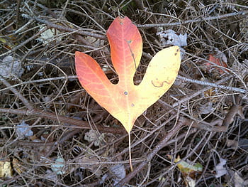 single, leaf, displaying, array, fall colors, nature, leaves, forest, trees, woods, fall