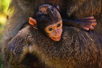monkey, apes, animals, nature, baby monkey, wildlife photography, primate, forest animals, animal photography, cute animals, monkey family
