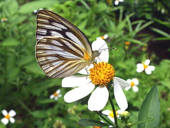 dipinto, farfalla jezebel, -, delia hyparete, nord, Tailandia, farfalla, jezebel dipinto, tailandese, Sud-est asiatico, tropicale