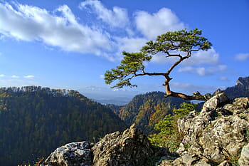 pieniny, borovice, hory, stezka, Polsko, prohlídka, Příroda, sokolica, tatry, malopolska, strom
