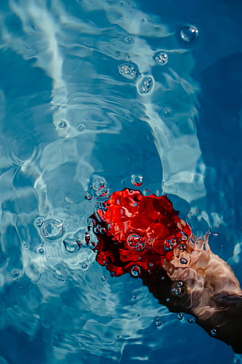 fresco, jardín, rosa, azul, agua, natación, piscina, cálido, día de verano, verano, flor