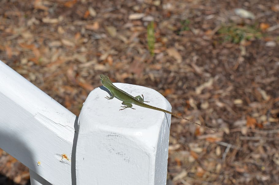 nature, outdoors, wildlife, lizzard, animal, gecko