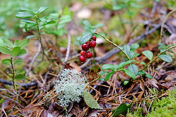 forest berries, berries, berry, forest, green, nature, outdoor, red