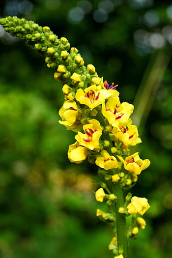 mullein, divoká rostlina, rostlina, žlutá, flóra, špičatý květ, léčivé rostliny, květ, Jasný, letní