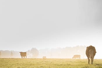 azienda agricola, agricoltura, bestiame, animale, mucca, selvaggio, natura, nebbia