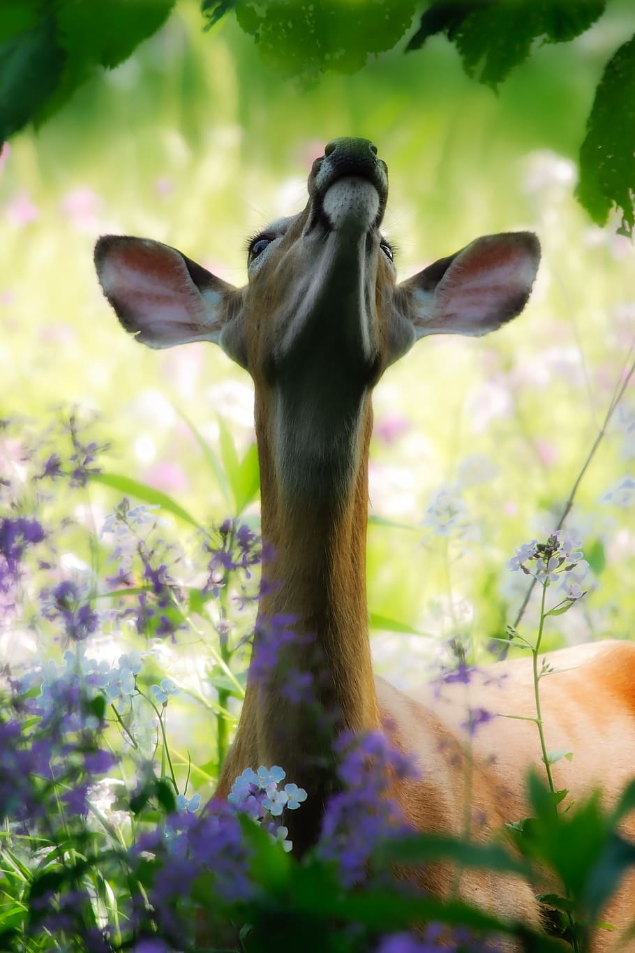 deer, animal, wildlife, reaching, landscape, flowers, wildflowers, meadow, macro, closeup, summer