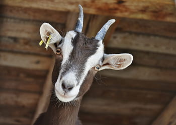 goat, livestock, farm, horns, domestic goat, horned, fur, animal world, mammals, brown, cattle