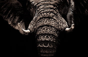 elefant, colți, riduri, trompă, a închide, animale sălbatice, animale, junglă, întuneric, negru