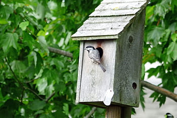 chichadee, entrance, birdhouse., bird, birdhouse, aviary, wooden, wood, tree, trunk, forst