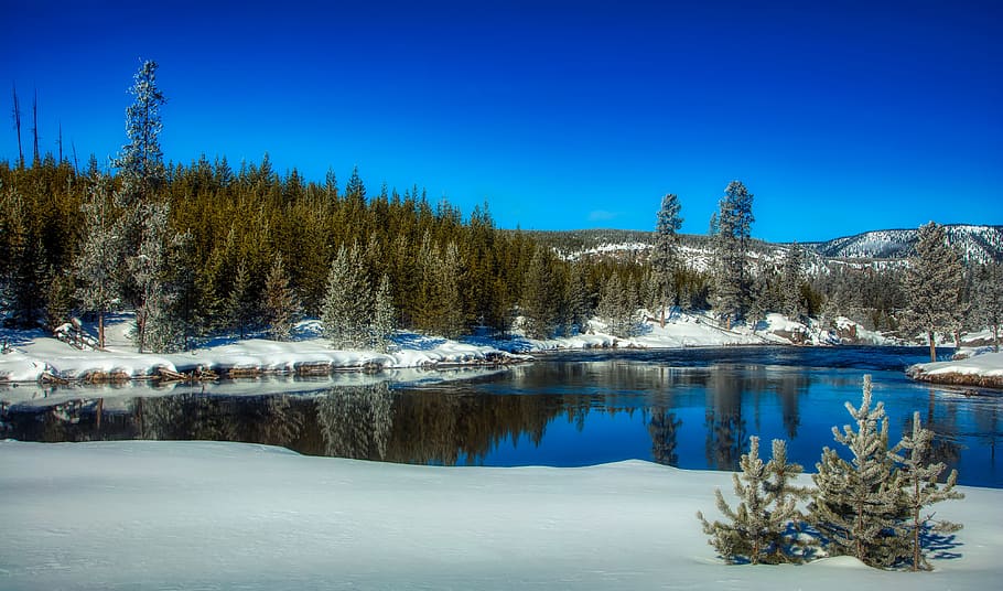 Parco Nazionale di Yellowstone, Wyoming, America, inverno, la neve, fiume, riflessi, foresta, alberi, boschi, turismo