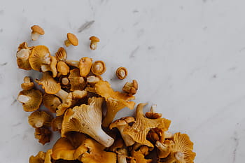 memetik, jamur chantarelle, kayu, chantarelle, jamur, jamur yang dapat dimakan, jamur kuning, musim gugur