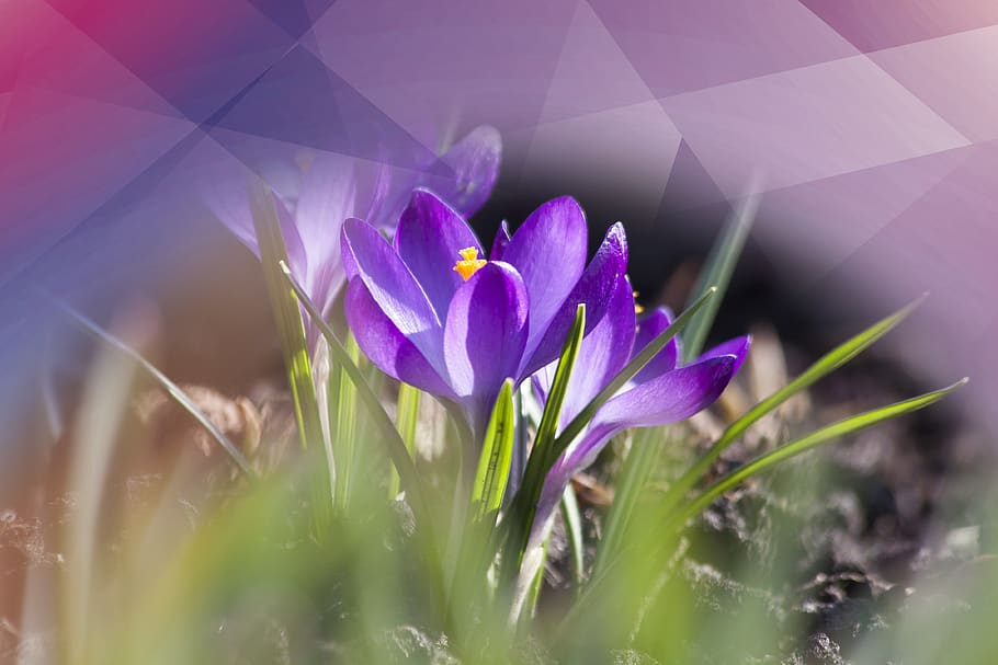 krokus, fialový, polygonální, Příroda, květ, rostlina