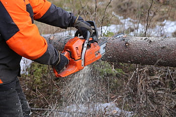 forest, tree, chainsaw, logger, log, six