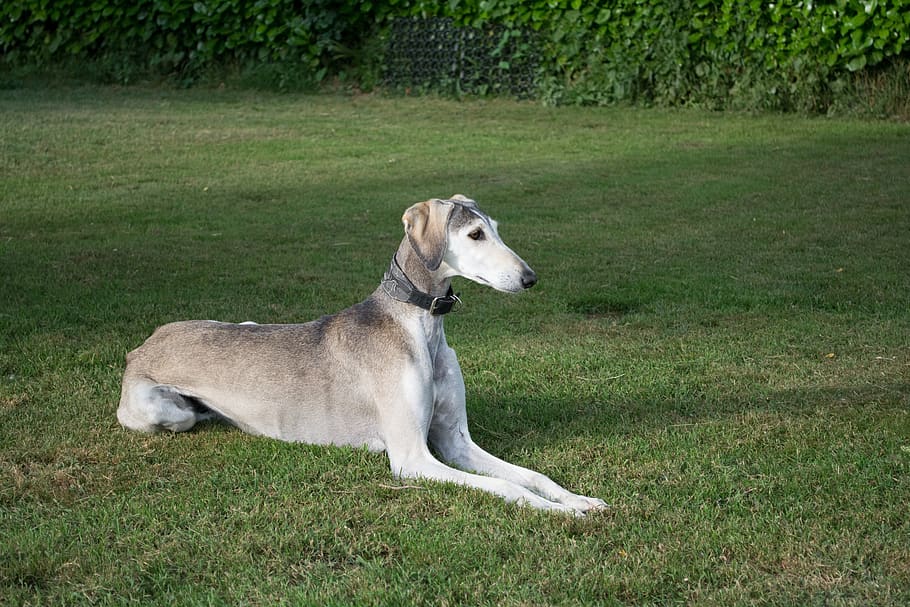 saluki, persian greyhound, dog, pet, grey, greyhound, beauty, male