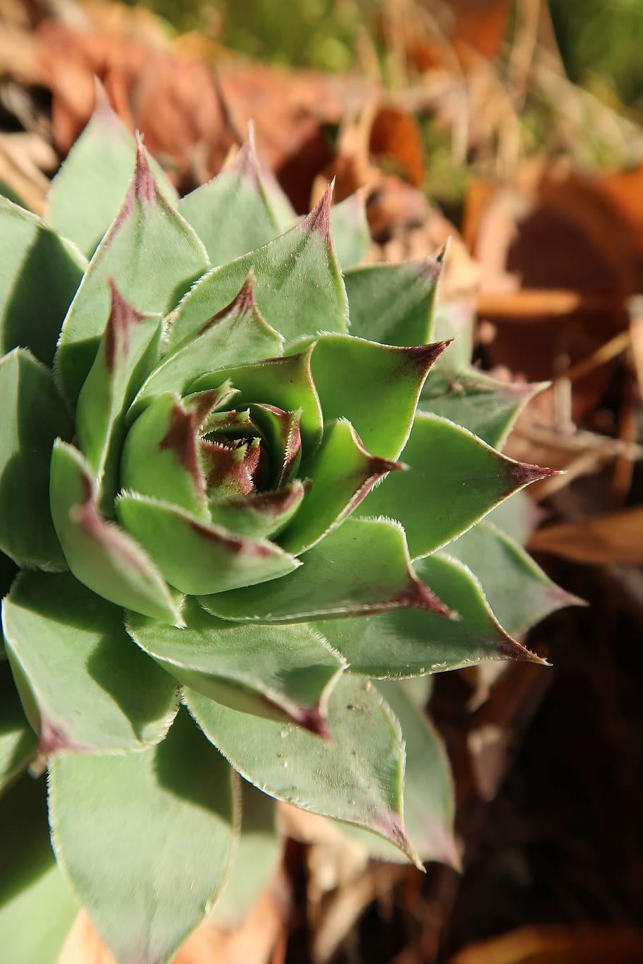 sukulent, pianta, succulente, natura, verde, piante, botanica, fogliame