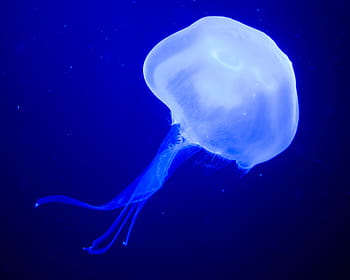 Medúza, medusa, kopřivy, pod vodou, moře, vodní, námořní, zvíře, akvárium, stvoření, voda