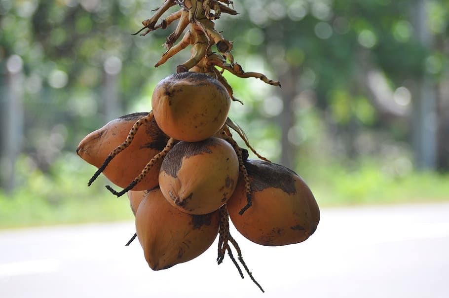 king coconut, coconut, drinks, fruits, drink, bali, food, fresh, juice, nutrition, coco