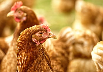 chickens, poultry, running, happy hens, range, farm, bird, animal, bill, feather, nature