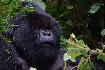 Silverback, Ruanda, gorilla di montagna, Africa, viaggio, natura, in via di estinzione