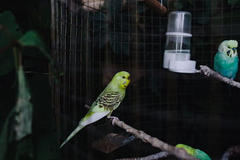 lindo, colorido, periquitos, jaula, mascota, animal, dulce, pájaro, nacional, loro, periquito