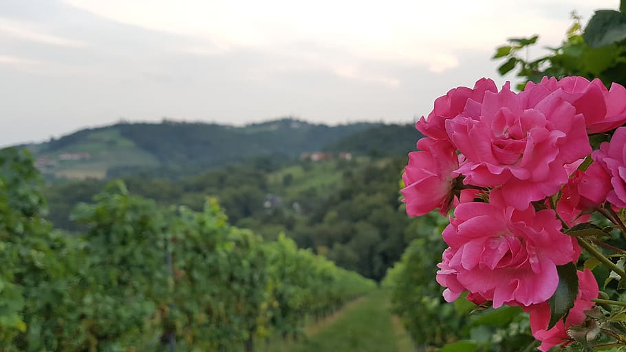 Österreich, 파노라마, 펠링 브린, 산들, 자연, 풍경화, 경치