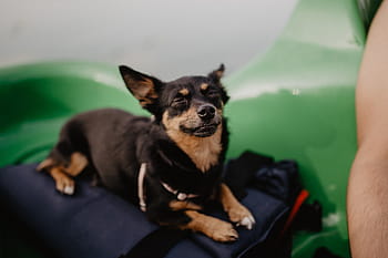 feliz, perro, kayak, mascota, animal, cachorro