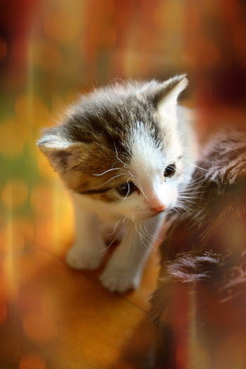 kitten, animal, cute, cat baby, baby cat, small cats, cat, photo manipulation, cat portrait