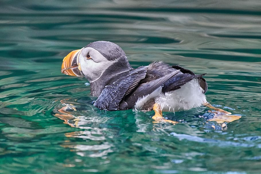 Island, puffin, voda, pták, živočišného světa, ptáků, pobřeží, islandský, vod