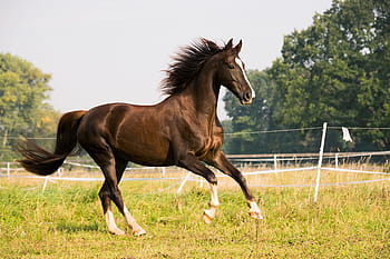 kůň, cval, americký saddlebred, zvíře, jízda, spojka, louka, tráva, plot, hnědý