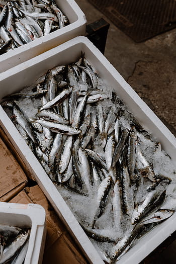 segar, tangkapan, ikan, wadah styrofoam, ikan di atas es, memancing, pelabuhan