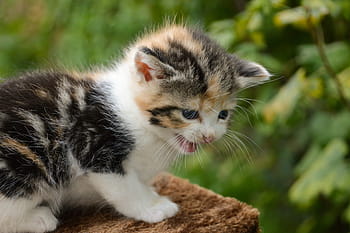katje, kat, katachtig, schattig, dieren, aanbiddelijk, vacht, pot, zoogdieren, harig, jong