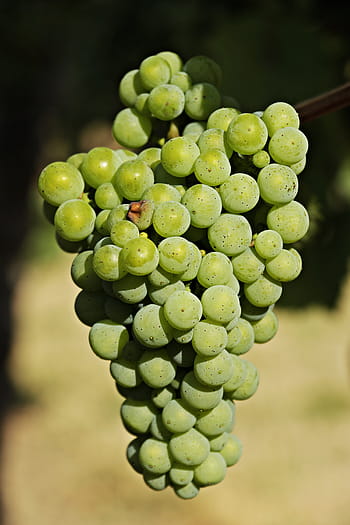 wino, winogrona, winorośl, owoc, uprawa winorośli, Rebstock, Słodkie, jedzenie, pyszne, witaminy, Zielony