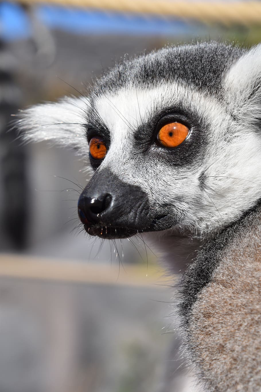 lemur, maki catta, nature, stripes, eyes, madagascar, zoo, fur, look