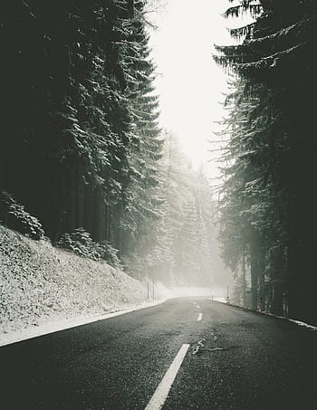 snowy, roadway, road, winter, drive, foggy, morning, wintertime, driving, fog, misty