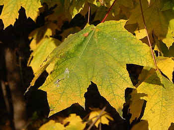 podzim, město, park, Pozadí, Příroda, lavice, zahrada, žlutá, list, sezóna, strom