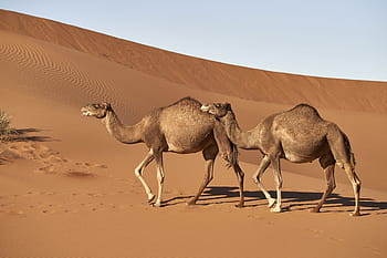 dromedary, camel, morocco, sahara, mammal, travel, animal world, hump, arabic, animal, sand