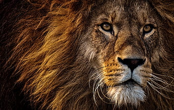 Leone, predatore, pericoloso, criniera, grande gatto, maschio, zoo, animale selvaggio, Africa, animale, tierpark hellabrunn