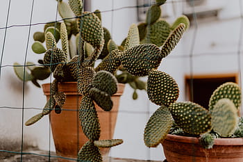 opuntia, keramik, pot, kaktus, pir Berduri, pot keramik, tanaman