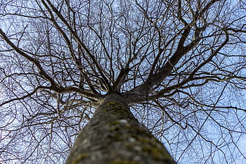 tree, wood, winter, landscape, screen background, wallpaper, desktop background, aesthetic, background image, background, texture