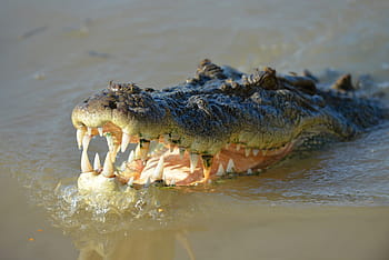 croc, krokodýl, slaná voda, řeka, zvíře, divoký, Příroda, ještěrka, plaz