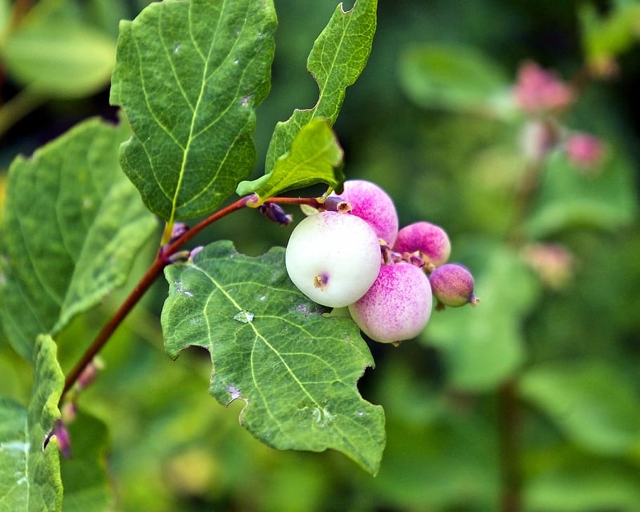 ghostberry, snowberry, waxberry, λευκό, μούρο, δηλητηριώδης, τοξικός, καρπός, montana, κοιλάδα του ποταμού κύκνου