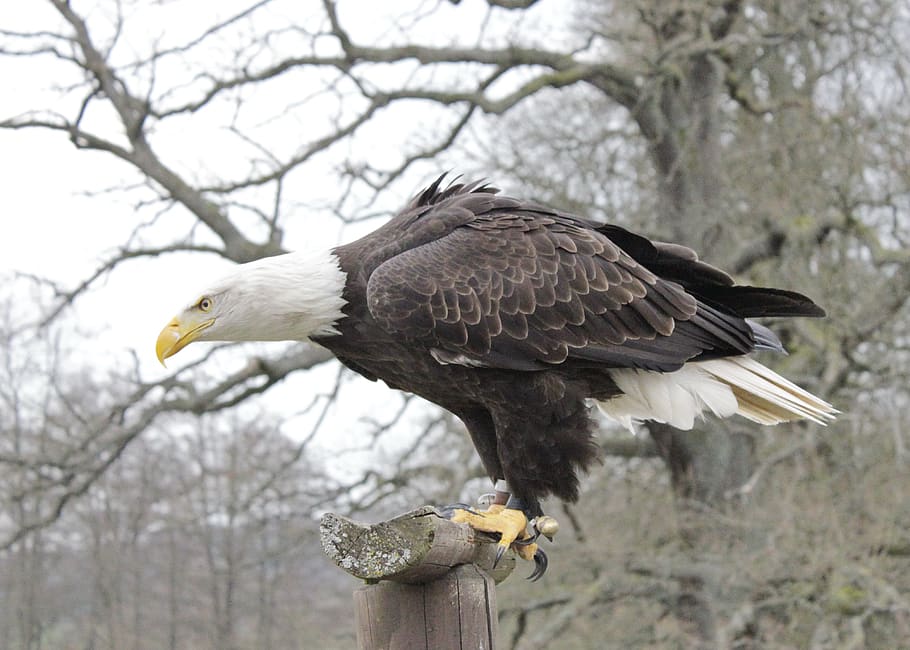 adler, pták, dravý pták, zvíře, Příroda, raptor, účtovat, Orel bělohlavý, hlava, peří, majestátní