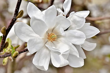magnolia, magnolia tree, flowers, magnoliengewaechs, magnolia blossom, pink, frühlingsblüher, bud, bloom, plant, spring